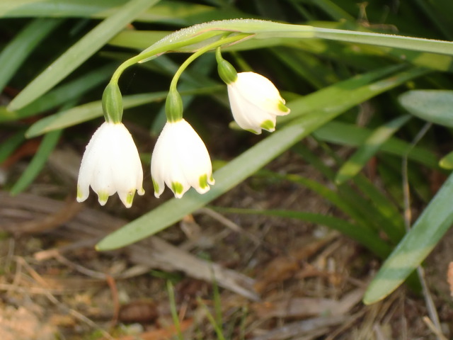 スノーフレーク 大待雪草 の花 名前の由来 スノードロップ苗通販 季節の花の名前の由来や薬効 通販 ジョンの花ブログ