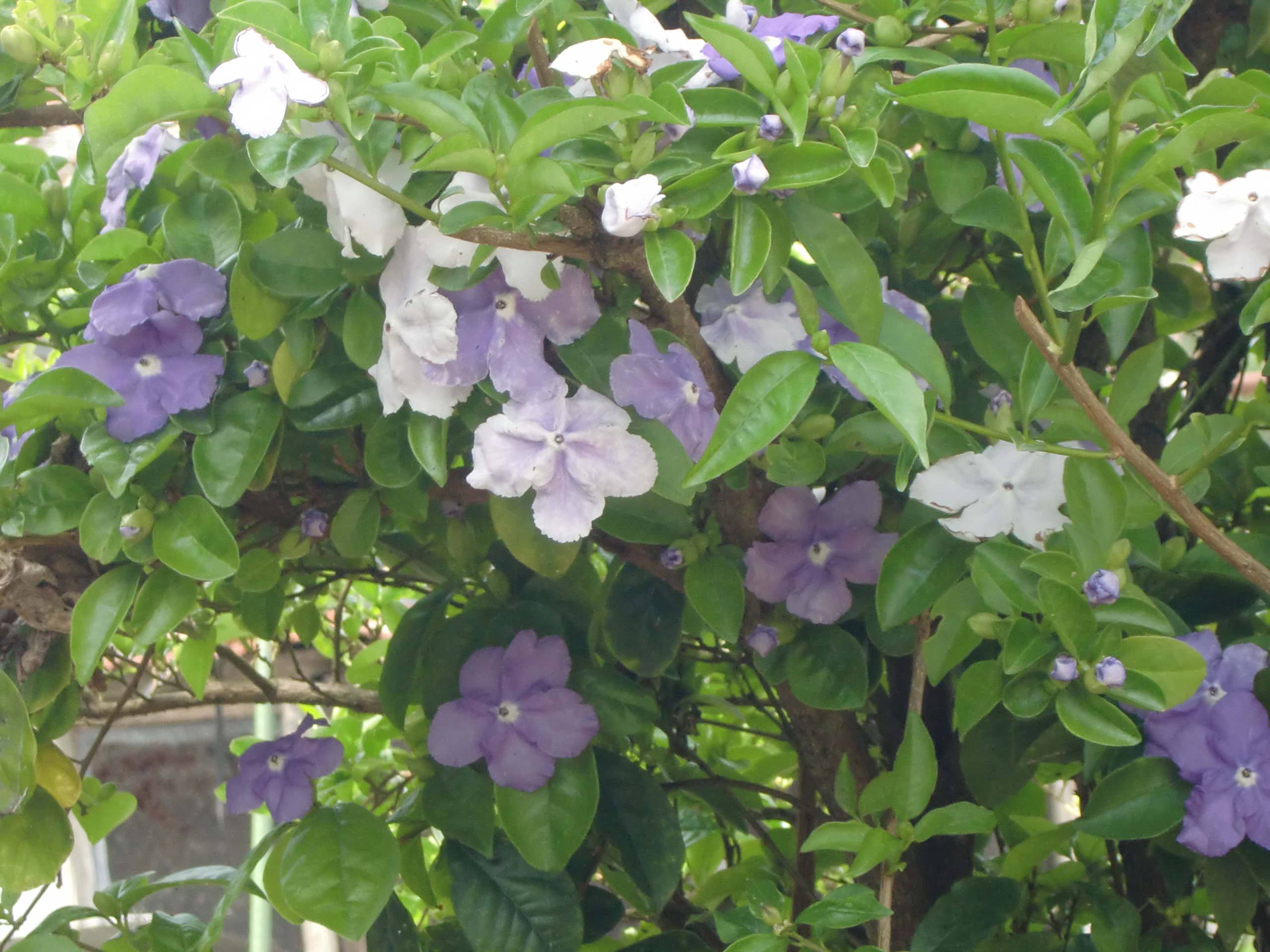 においばんまつりの名前の由来 花言葉 通販 季節の花の名前の由来や薬効 通販 ジョンの花ブログ