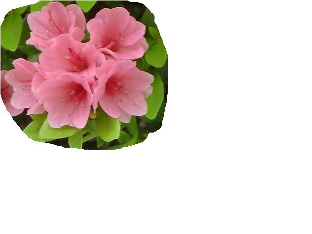 ツツジ 季節の花の名前の由来や薬効 通販 ジョンの花ブログ