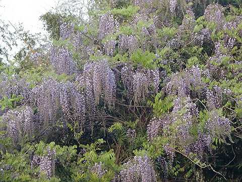 藤の成分 薬効 利用法 季節の花の名前の由来や薬効 通販 ジョンの花ブログ