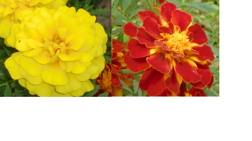 マリーゴールド 季節の花の名前の由来や薬効 通販 ジョンの花ブログ